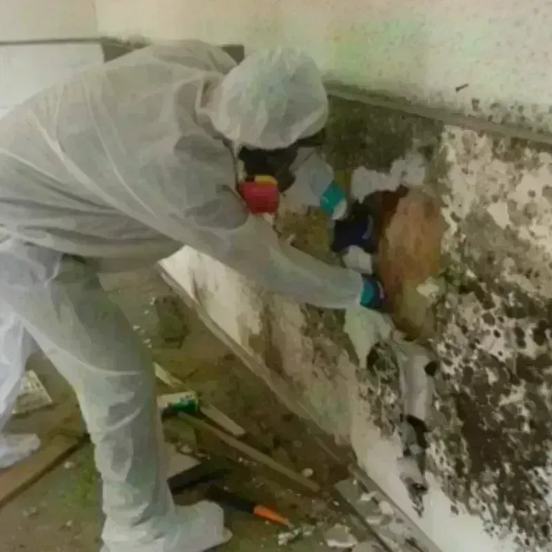 Mold Remediation and Removal in Angwin, CA